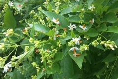 Coral-Jasmine--plant