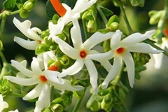 Coral-Jasmine