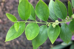 Leaves-of-Coral-Jasmine