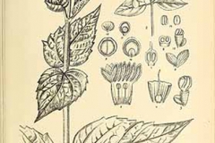 Plant-Illustration-of-Coral-jasmine
