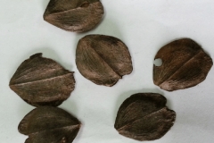 Seeds-of-Coral-jasmine