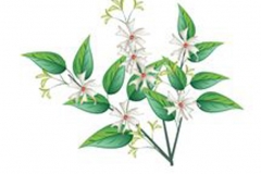Sketch-of-Coral-jasmine
