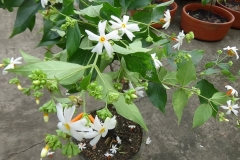 Small-Coral-Jasmine-plant