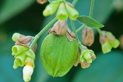 Unripe-Coral-jasmine-Fruit-on-the-tree