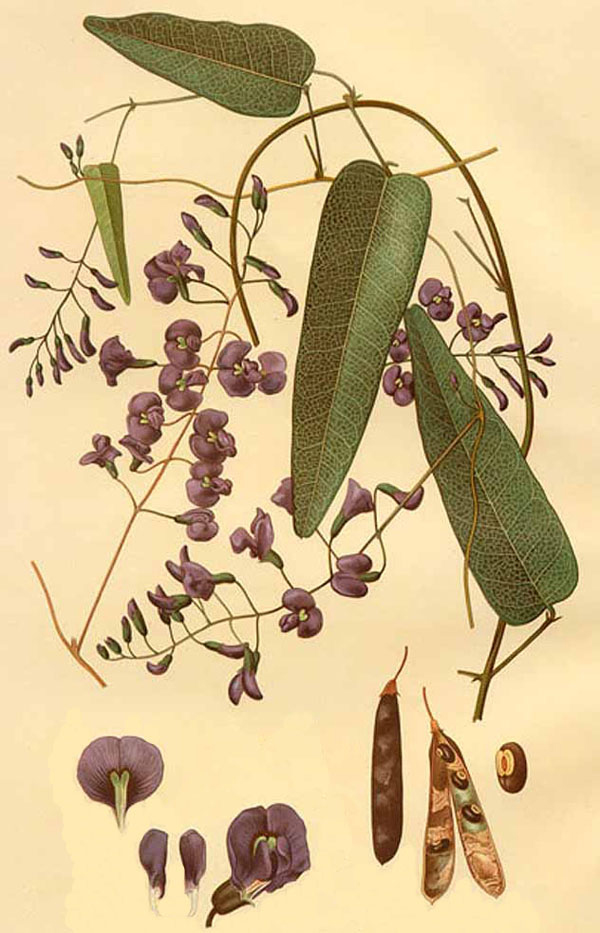 Illustration-of-Coral-pea