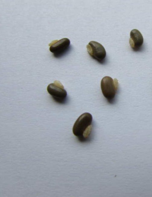 Seeds-of-Coral-pea