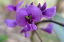 Close-up-Coral-pea-flower