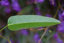 Close-view-of-Coral-pea-leaf
