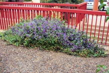 Coral-pea-plant