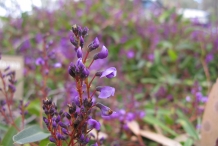 Flower-bud-of-Coral-pea