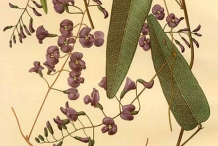 Illustration-of-Coral-pea