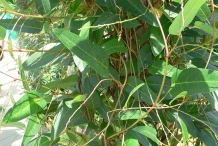 Leaves-of-Coral-pea
