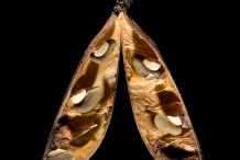 Opened-mature-pods-of-Coral-pea
