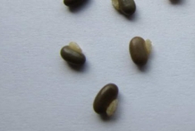 Seeds-of-Coral-pea