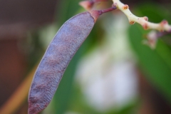Immature-pod-of-Coral-pea
