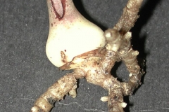 Coral-Root