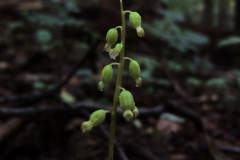 Flower-buds-of-Coral-Root