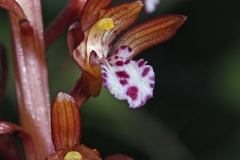Flower-of-Coral-Root