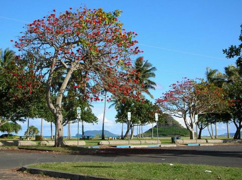 Coral-Tree