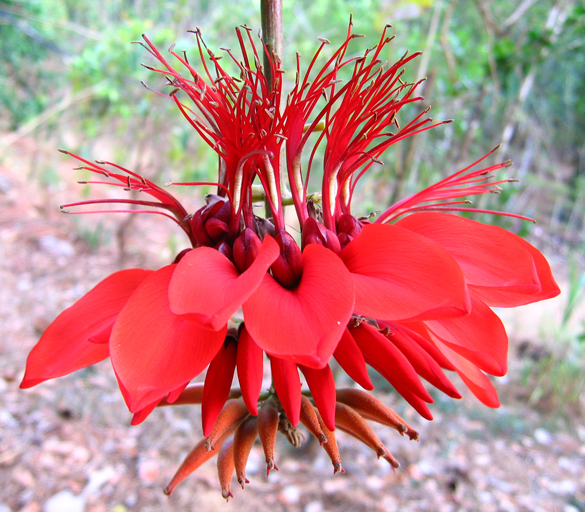 coral tree flower facts
