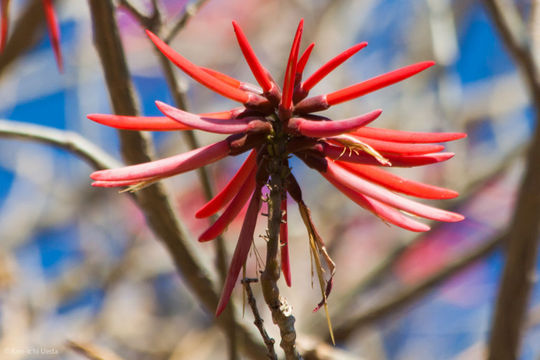 Flowering-buds-of-Coral-Tree