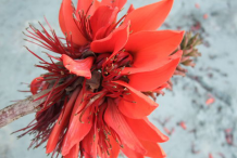 Closer-view-of-flower-of-Coral-tree