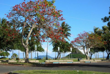 Coral-Tree