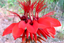 Flower-of--Coral-Tree