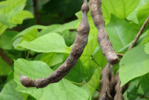 Fruit-of- Coral Tree