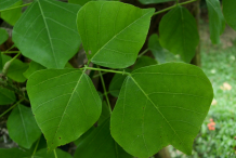 Leaves-of-Corel-tree