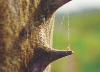 Pickles-of--Coral-Tree
