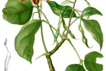 Plant-Illustration-of--Coral-Tree