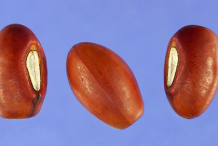 Seeds-of--Coral-Tree