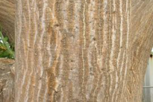 Trunk-of--Coral-Tree