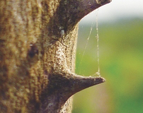 Pickles-of--Coral-Tree