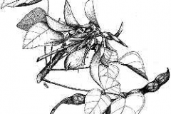 Sketch-of-Coral-tree