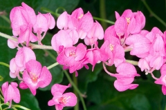 Closer-view-of-flower-of-Coral-Vine