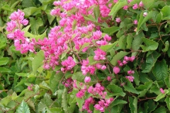 Coral-Vine-plant