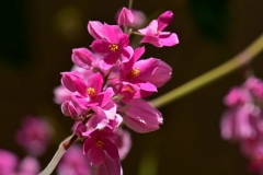 Flower-of-Coral-Vine