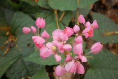 Flowering-buds-of-Coral-Vine