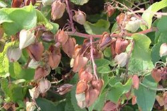 Immature-and-mature-fruit-enclosed-in-old-petals-of-Coral-Vine