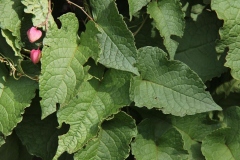 Leaves-of-Coral-Vine