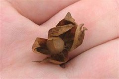 Mature-fruits-of-Coral-Vine