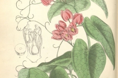 Plant-Illustration-of-Coral-Vine
