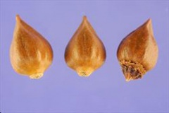 Seeds-of-Coral-Vine