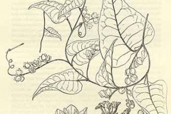 Sketch-of-Coral-Vine