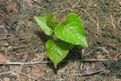 Small-seedling-of-Coral-Vine
