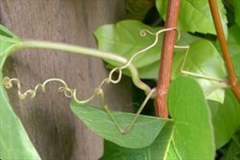 Woody-stems-and-coiled-tendrils-of-Coral-Vine