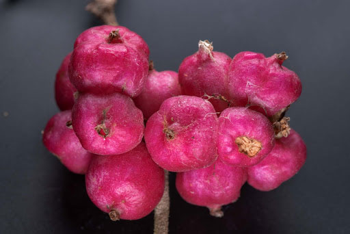 Closer-view-of-fruit-of-Coralberry