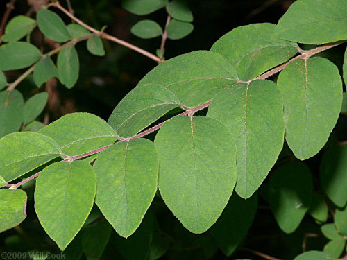 Closer-view-of-leaves-of-Coralberry